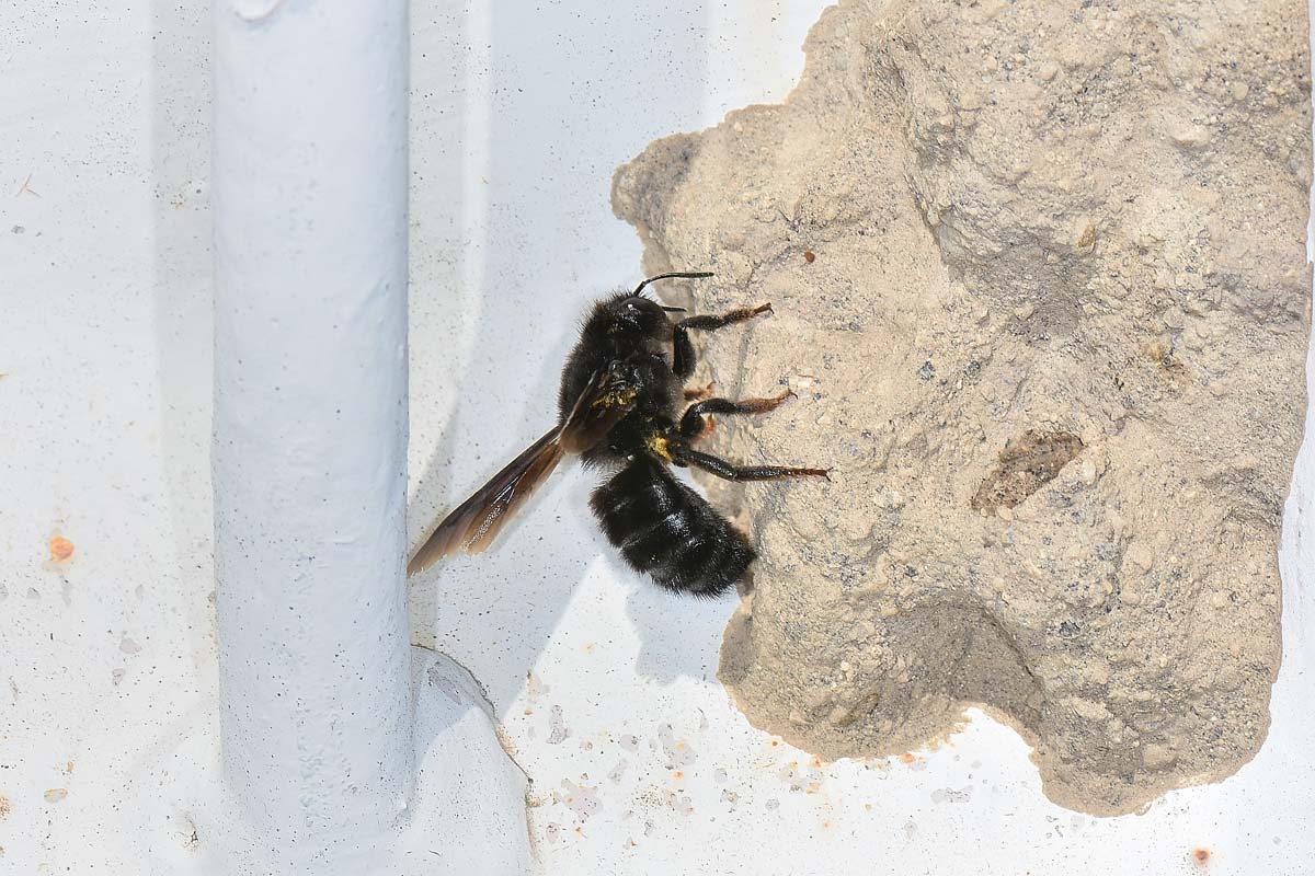 Apidae Megachilinae: Chalicodoma parietina?  S !